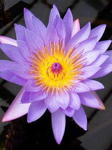 Preview wallpaper lotus, flower, petals, purple, macro, nature