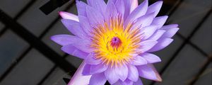 Preview wallpaper lotus, flower, petals, purple, macro, nature