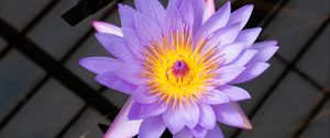Preview wallpaper lotus, flower, petals, purple, macro, nature
