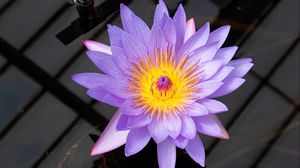 Preview wallpaper lotus, flower, petals, purple, macro, nature