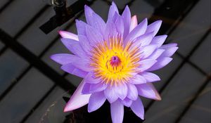 Preview wallpaper lotus, flower, petals, purple, macro, nature