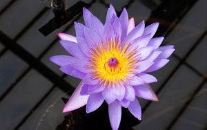 Preview wallpaper lotus, flower, petals, purple, macro, nature