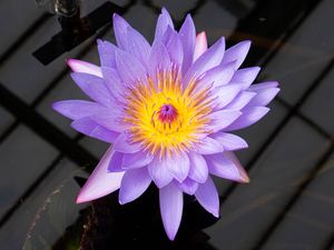 Preview wallpaper lotus, flower, petals, purple, macro, nature