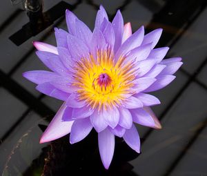 Preview wallpaper lotus, flower, petals, purple, macro, nature