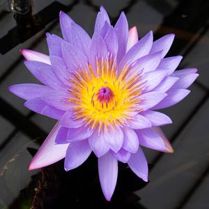 Preview wallpaper lotus, flower, petals, purple, macro, nature