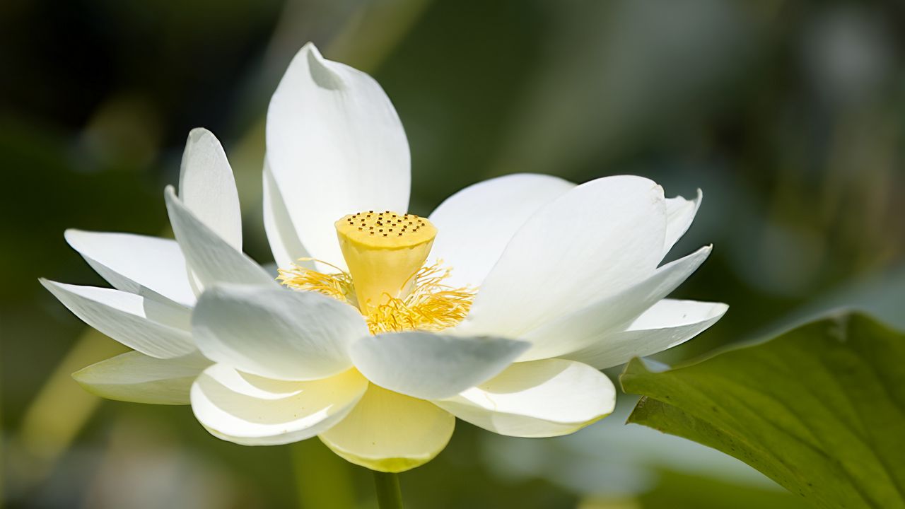 Wallpaper lotus, flower, petals, macro, white
