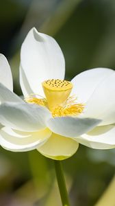 Preview wallpaper lotus, flower, petals, macro, white