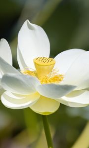 Preview wallpaper lotus, flower, petals, macro, white