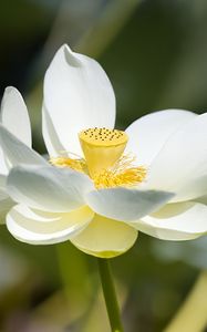 Preview wallpaper lotus, flower, petals, macro, white