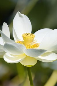 Preview wallpaper lotus, flower, petals, macro, white