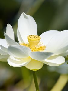 Preview wallpaper lotus, flower, petals, macro, white