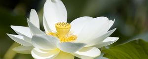 Preview wallpaper lotus, flower, petals, macro, white