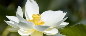 Preview wallpaper lotus, flower, petals, macro, white