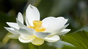 Preview wallpaper lotus, flower, petals, macro, white