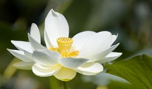 Preview wallpaper lotus, flower, petals, macro, white