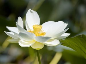 Preview wallpaper lotus, flower, petals, macro, white