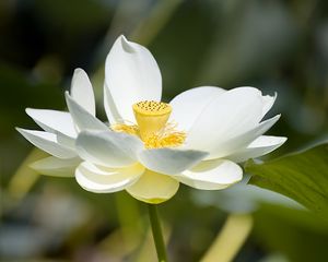 Preview wallpaper lotus, flower, petals, macro, white