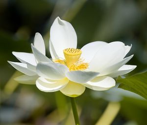 Preview wallpaper lotus, flower, petals, macro, white