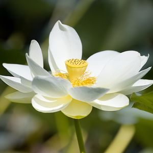Preview wallpaper lotus, flower, petals, macro, white