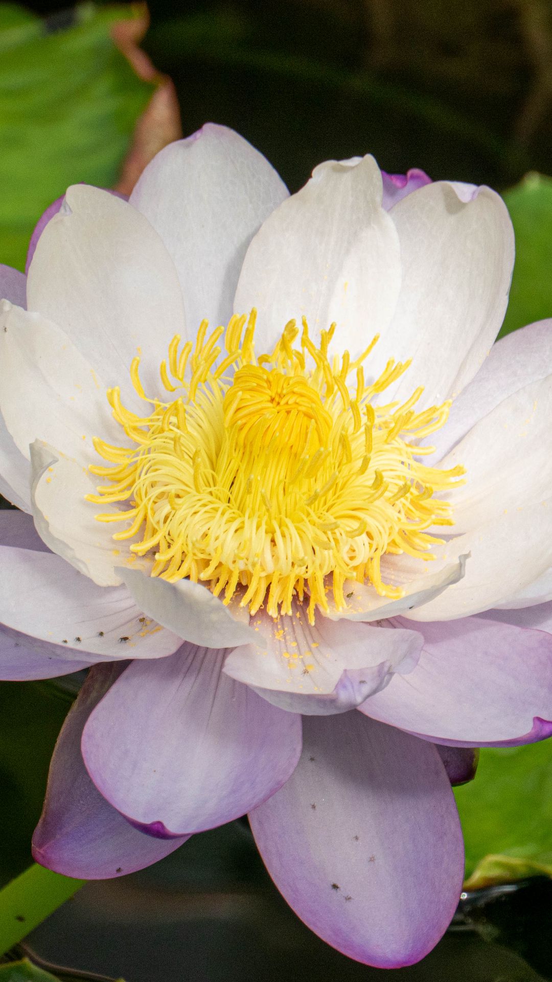1080x1920 Wallpaper lotus, flower, petals, water lily, nature