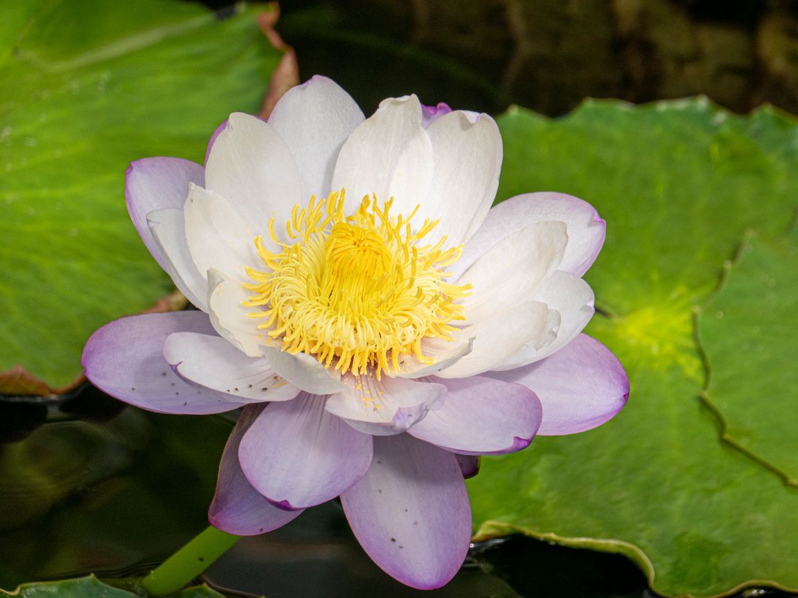 1152x864 Wallpaper lotus, flower, petals, water lily, nature