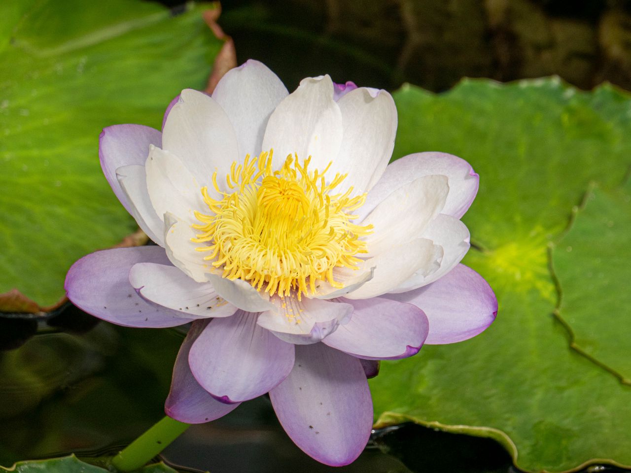 1280x960 Wallpaper lotus, flower, petals, water lily, nature
