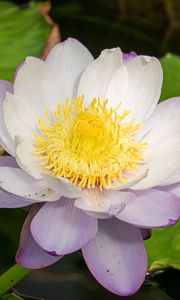 Preview wallpaper lotus, flower, petals, water lily, nature