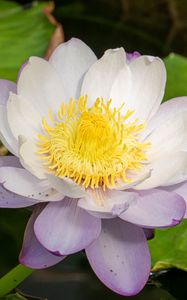 Preview wallpaper lotus, flower, petals, water lily, nature