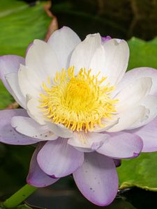 Preview wallpaper lotus, flower, petals, water lily, nature