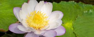 Preview wallpaper lotus, flower, petals, water lily, nature