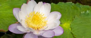 Preview wallpaper lotus, flower, petals, water lily, nature