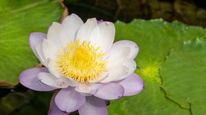Preview wallpaper lotus, flower, petals, water lily, nature