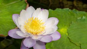 Preview wallpaper lotus, flower, petals, water lily, nature