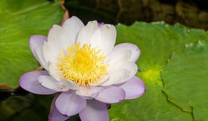 Preview wallpaper lotus, flower, petals, water lily, nature