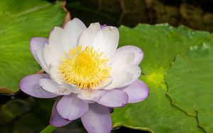Preview wallpaper lotus, flower, petals, water lily, nature