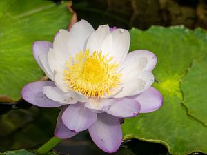 Preview wallpaper lotus, flower, petals, water lily, nature