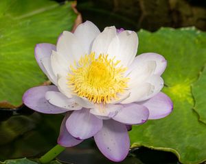 Preview wallpaper lotus, flower, petals, water lily, nature