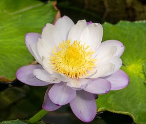 Preview wallpaper lotus, flower, petals, water lily, nature