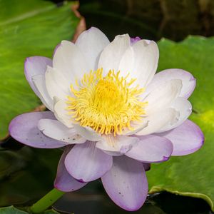 Preview wallpaper lotus, flower, petals, water lily, nature