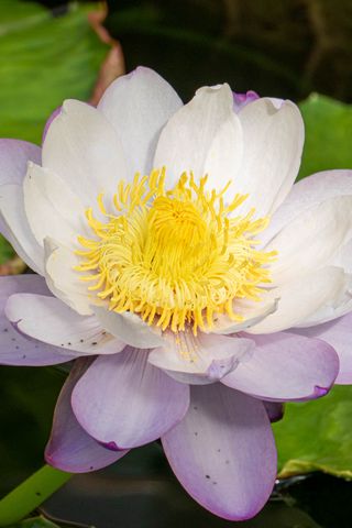 320x480 Wallpaper lotus, flower, petals, water lily, nature