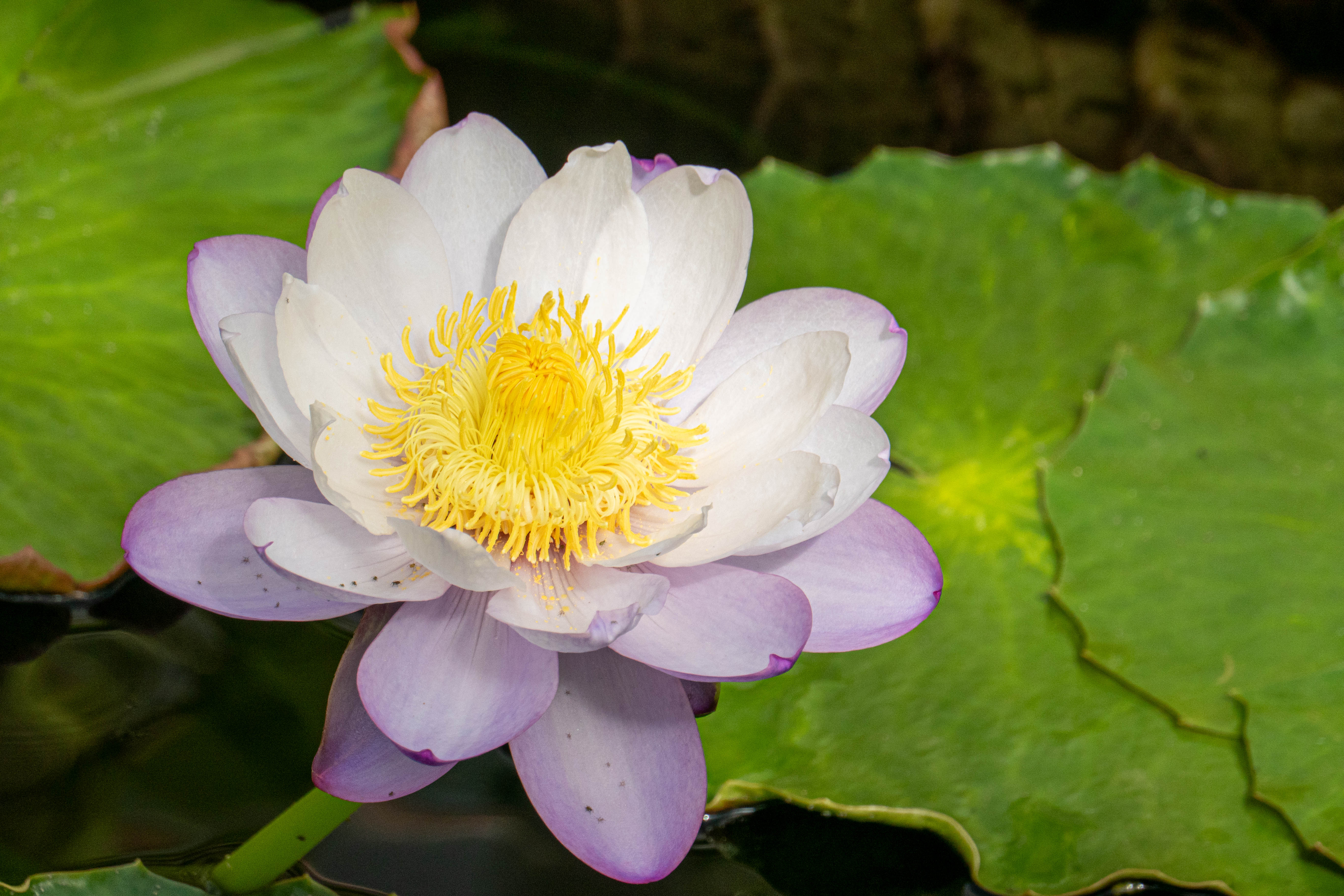5472x3648 Wallpaper lotus, flower, petals, water lily, nature