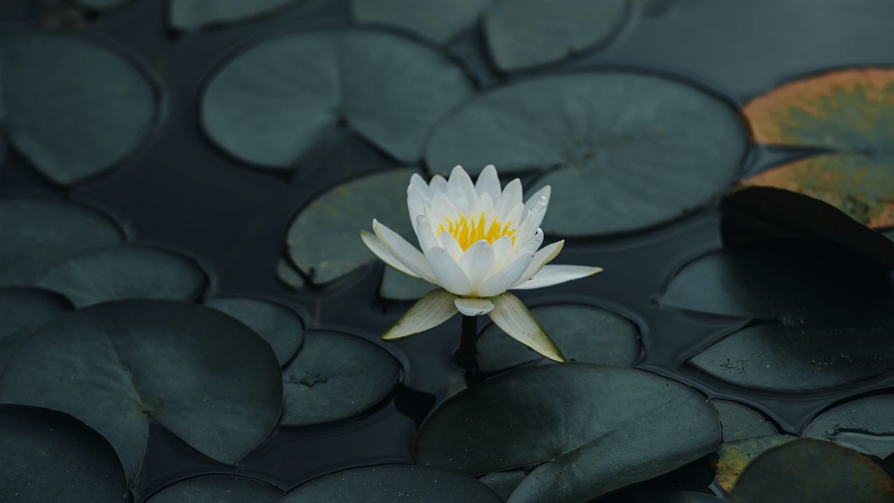 Wallpaper lotus, flower, petals, leaves, pond