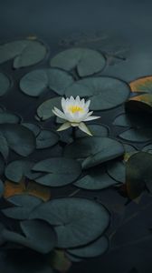 Preview wallpaper lotus, flower, petals, leaves, pond