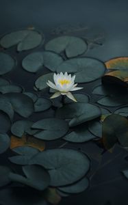 Preview wallpaper lotus, flower, petals, leaves, pond