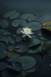 Preview wallpaper lotus, flower, petals, leaves, pond