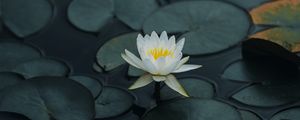 Preview wallpaper lotus, flower, petals, leaves, pond