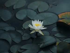 Preview wallpaper lotus, flower, petals, leaves, pond