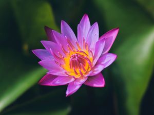 Preview wallpaper lotus, flower, petals, macro