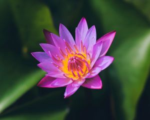 Preview wallpaper lotus, flower, petals, macro