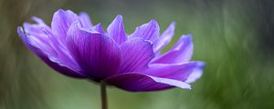Preview wallpaper lotus, flower, petals, purple, macro